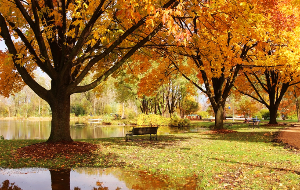 Celebrate Autumn 2023 Top 7 Ways to Enjoy the Season in Madison The